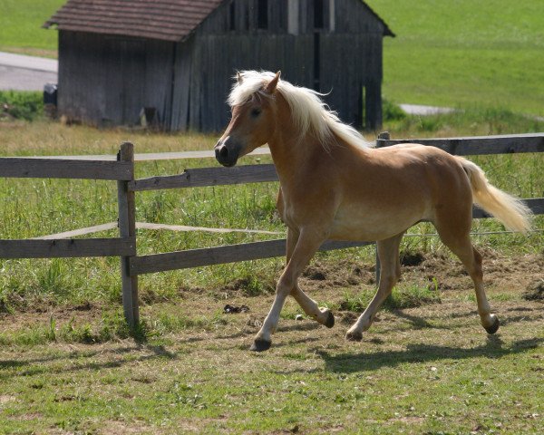 broodmare Sunny (Haflinger, 2005, from Almbube)