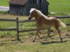 broodmare Sunny (Haflinger, 2005, from Almbube)