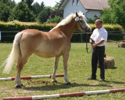 Zuchtstute Starina (0,39% ox) (Haflinger, 1994, von Almwind)