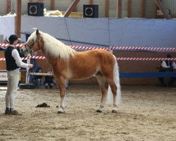 stallion Weinzauber (3,125% ox) (Edelbluthaflinger, 2000, from liz. Wirbelwind)