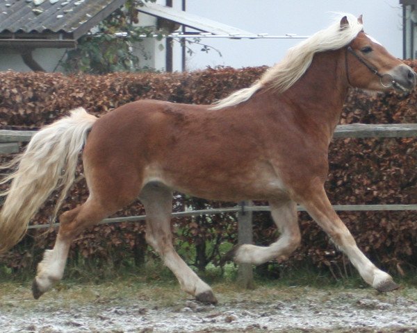 horse Samuraj (Haflinger, 2003, from El.H. Südwind)