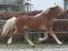 horse Samuraj (Haflinger, 2003, from El.H. Südwind)