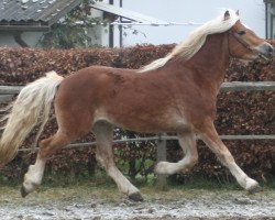 Pferd Samuraj (Haflinger, 2003, von El.H. Südwind)