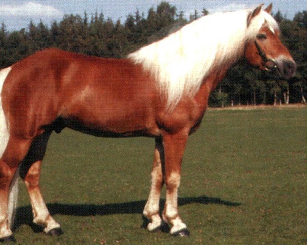stallion El.H. Südwind (Haflinger, 1989, from 1381 Salut)