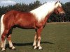 stallion El.H. Südwind (Haflinger, 1989, from 1381 Salut)