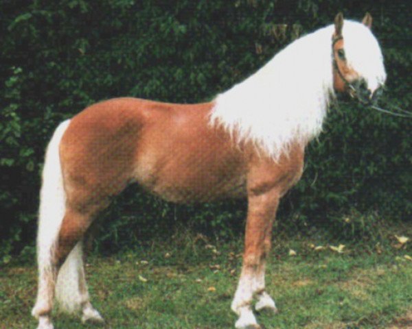 stallion HPH Normade (3,125% ox) (Edelbluthaflinger, 1992, from Nevada)