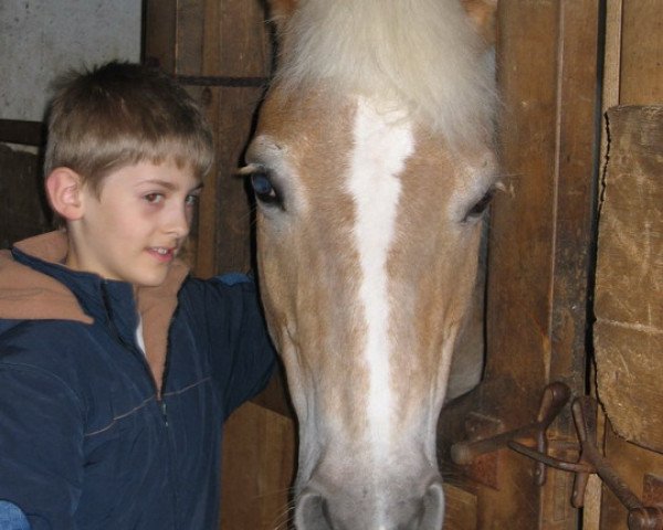 Zuchtstute Hoffee (Haflinger, 1986, von Hofmarschall 1042)