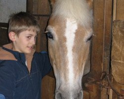 Zuchtstute Hoffee (Haflinger, 1986, von Hofmarschall 1042)