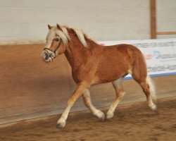 stallion Mythos (3,125% ox) (Edelbluthaflinger, 1987, from Mithras)