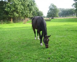 broodmare Ramayka (Saxony-Anhaltiner, 1994, from Rame Z)