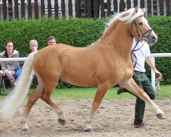 stallion Sandro (3,125% ox) (Haflinger, 2001, from Sandor (6,25% ox))