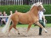 stallion Sandro (3,125% ox) (Haflinger, 2001, from Sandor (6,25% ox))