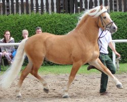 Deckhengst Sandro (3,125% ox) (Haflinger, 2001, von Sandor (6,25% ox))