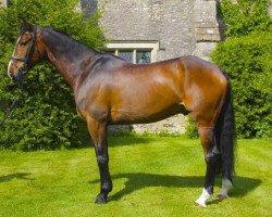 Pferd Wild Lone (Irish Sport Horse, 2001, von Doranstown Hallo)