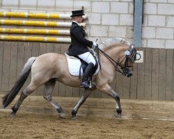 stallion Sirko (Fjord Horse, 2006, from Sogneblakken)