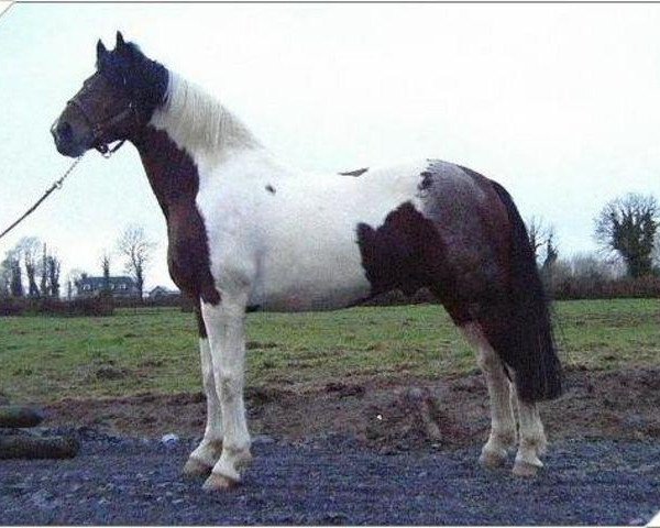 stallion Doranstown Hallo (Irish Draft Horse, 1994, from Animo's Hallo)