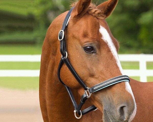 horse Citizen Arden (Swedish Riding Pony, 2006, from Bocaccio Arden)