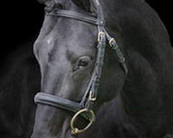 stallion Magic Dancer H (Swedish Riding Pony, 2001, from Golden Moondancer)