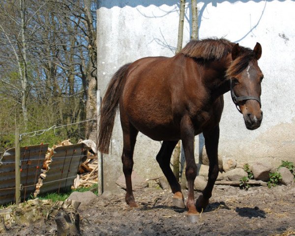 broodmare Møgelholts Carrera (Danish Pony, 1995, from Casper)