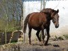 broodmare Møgelholts Carrera (Danish Pony, 1995, from Casper)