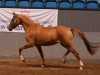 broodmare Blondie Bitsch (Danish Reitpony, 2002, from FS Don't Worry)