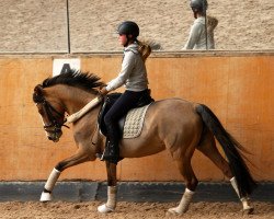 Dressurpferd Banana Bitsch (Dänisches Reitpony, 2007, von FS Champion de Luxe)