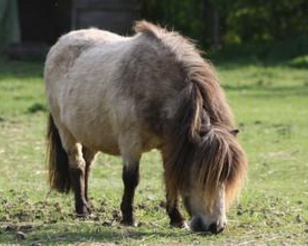 Zuchtstute Adoration van de Goudakkers (Shetland Pony (unter 87 cm), 2007, von Southfieldgate Goldstrike)