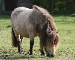 broodmare Adoration van de Goudakkers (Shetland pony (under 87 cm), 2007, from Southfieldgate Goldstrike)