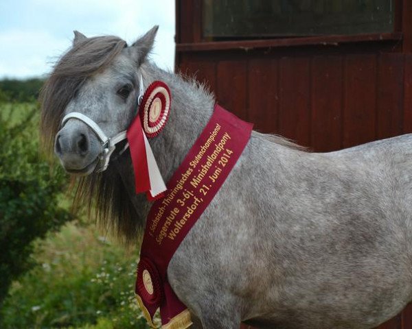 Zuchtstute Pippilotta von der Gerlingermühle (Shetland Pony (unter 87 cm), 2011, von Paradox a.d.Westerwald)