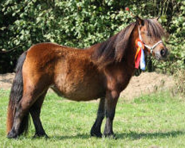 Zuchtstute Be Special v. Berja (Shetland Pony (unter 87 cm),  , von Tawna Smart Alec)