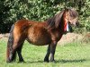 Zuchtstute Be Special v. Berja (Shetland Pony (unter 87 cm),  , von Tawna Smart Alec)