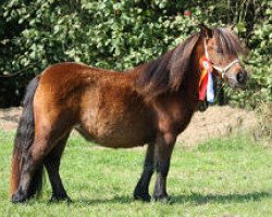 Zuchtstute Be Special v. Berja (Shetland Pony (unter 87 cm),  , von Tawna Smart Alec)