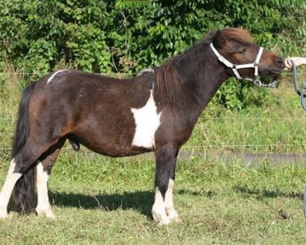 Deckhengst G-Special van Berja (Shetland Pony (unter 87 cm), 2013, von Briar Desmond)
