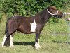 Deckhengst G-Special van Berja (Shetland Pony (unter 87 cm), 2013, von Briar Desmond)