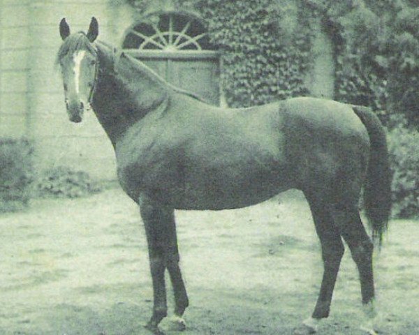 stallion Friedensfuerst xx (Thoroughbred, 1917, from Ard Patrick xx)