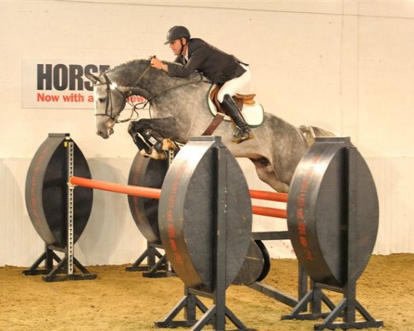 stallion Womanizer (KWPN (Royal Dutch Sporthorse), 2003, from Heartbreaker)