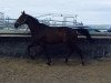 dressage horse Cameran's Daily Challenge (Hanoverian, 2008, from Camaran)