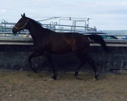 dressage horse Cameran's Daily Challenge (Hanoverian, 2008, from Camaran)