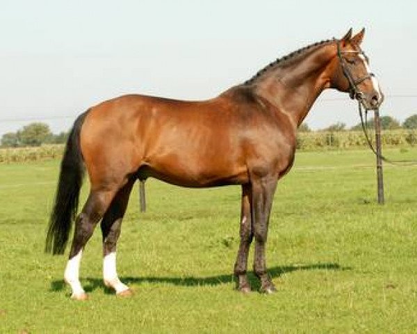 stallion Camaran (Hanoverian, 1991, from Cavalier)