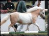 broodmare Many Minis Grafitti (Shetland pony (under 87 cm), 2005, from Lord-Lester)