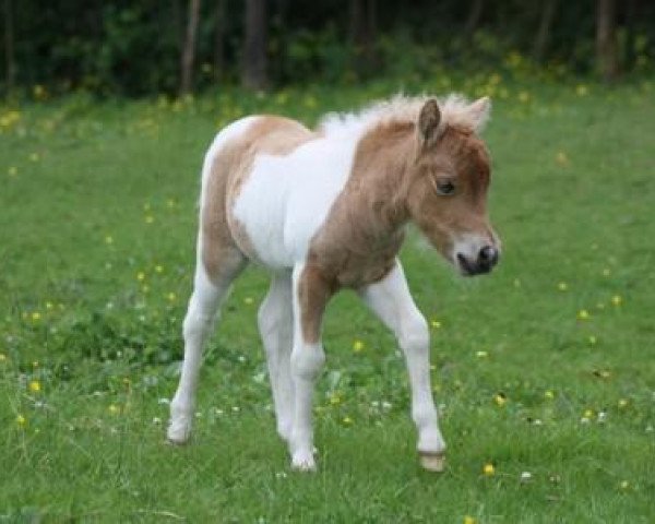 Zuchtstute Ida v.d. Gerlingermühle (Shetland Pony (unter 87 cm), 2014, von Paradox a.d.Westerwald)