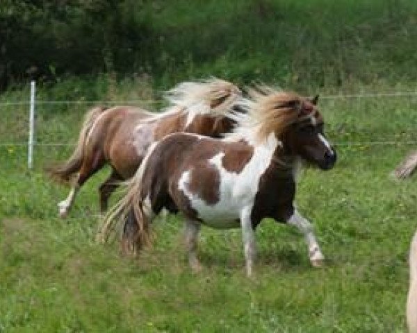 broodmare Many Minis Inshima (Shetland pony (under 87 cm), 2009, from Lord-Lester)