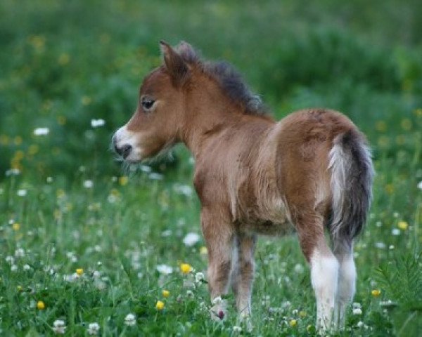 broodmare Bailey v.d. Gerlingermühle (Shetland pony (under 87 cm), 2014, from Paradox a.d.Westerwald)