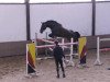 jumper Rocco Rubino (Hanoverian, 2007, from Rotspon)