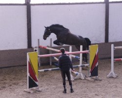 jumper Rocco Rubino (Hanoverian, 2007, from Rotspon)