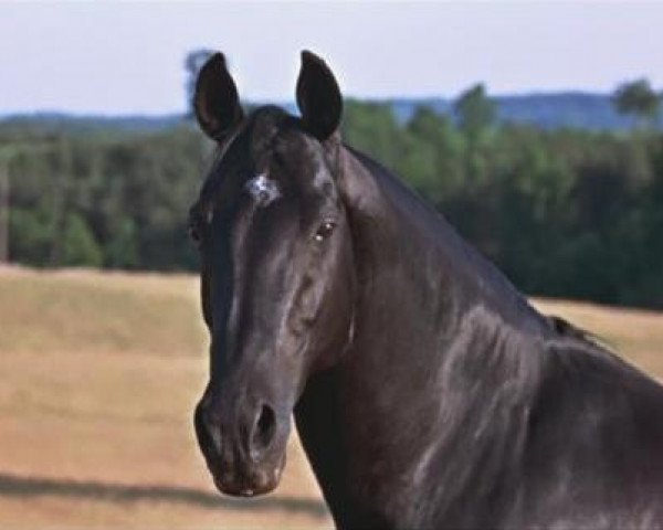 Pferd Highland Dale 1943 (American Saddlebred Horse, 1943, von Liberty Dale 1926)