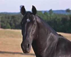 horse Highland Dale 1943 (American Saddlebred Horse, 1943, from Liberty Dale 1926)