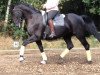 dressage horse Don Hajo (Hanoverian, 2007, from Don Frederico)