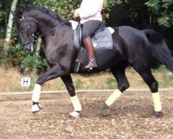 dressage horse Don Hajo (Hanoverian, 2007, from Don Frederico)