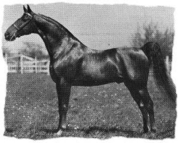 stallion King's Genius (American Saddlebred Horse, 1924, from Bourbon King)